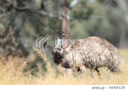 エミュー 4048329