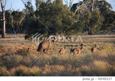 エミュー エミュー 4048337
