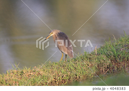 ジャワアカガシラサギ 4048383
