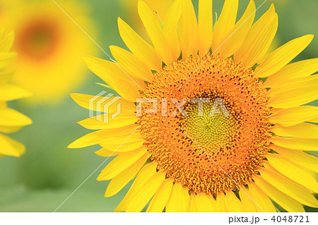 ヒマワリ 4048721
