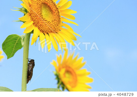 向日葵とセミ 4048729