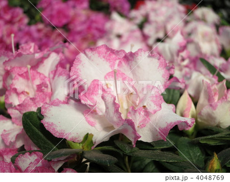 アザレア 4048769