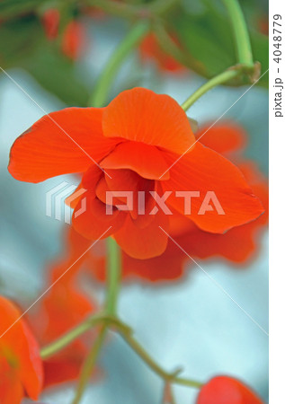 べゴニアの花 4048779