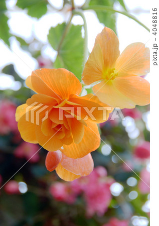 ベゴニアの花 4048816