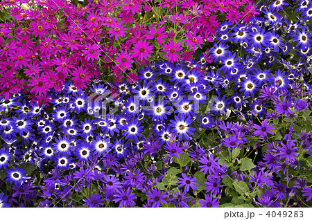 サイネリア畑 4049283