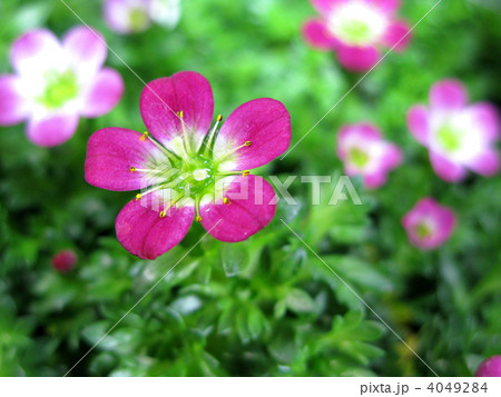 クモマグサ（セイヨウ・クモマグサ） 4049284