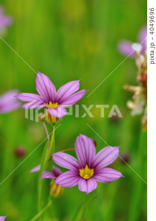 ニワゼキショウ 4049696