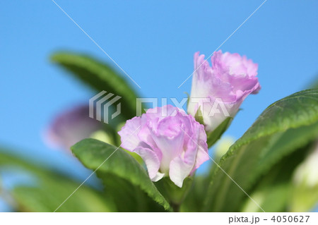 プリムラ・ジュリアンの花 4050627