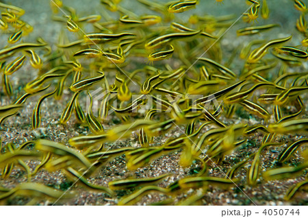 ゴンズイ 4050744