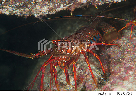 イセエビ 4050759