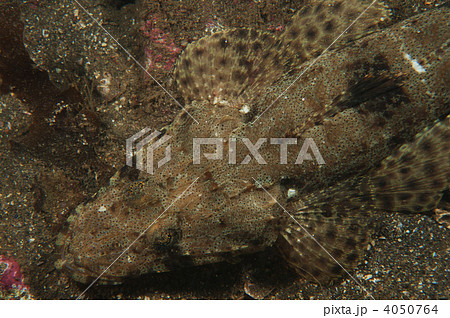 ワニゴチ 4050764