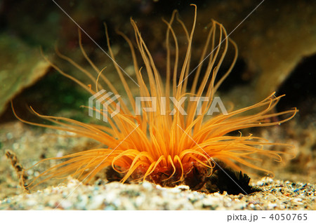 スナイソギンチャク 4050765