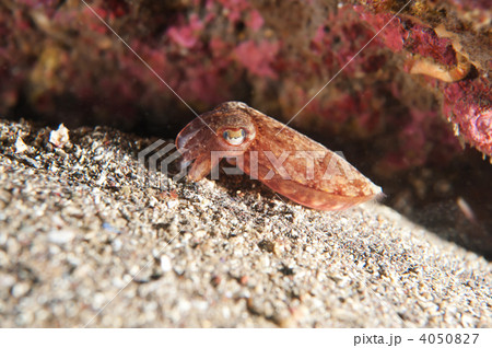 ボウズコウイカ 4050827