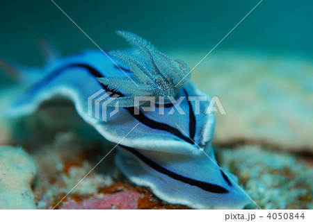 ウミウシ ウミウシ 4050844