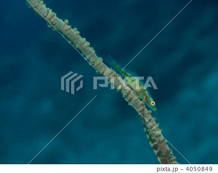 ガラスハゼ 4050849