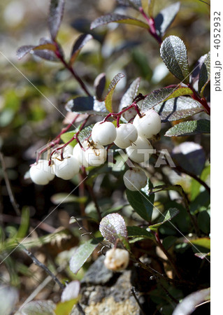 シラタマノキ 4052932