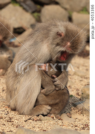 ニホンザルの親子 4053366