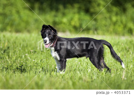 Border collie 4053371
