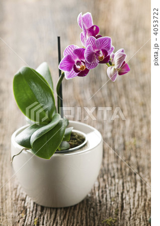 Orchid Orchid 4053722