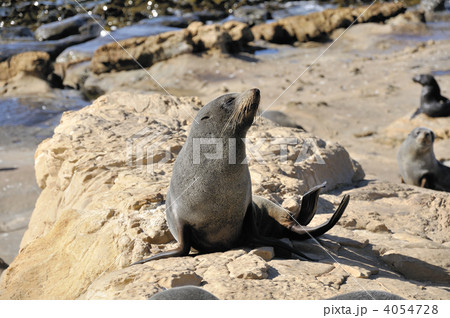 ニュージーランド ファーシール 4054728