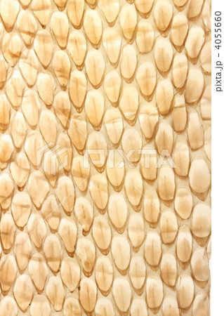 ヘビの抜け殻 4055660