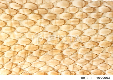 ヘビの抜け殻 4055668