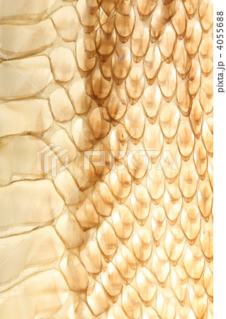 ヘビの抜け殻 4055688