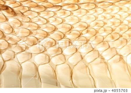 ヘビの抜け殻 ヘビの抜け殻 4055703