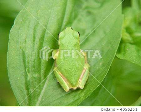 あまがえる 4056251