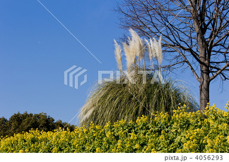 寒咲き菜の花とパンパスグラス 寒咲き菜の花とパンパスグラス 4056293