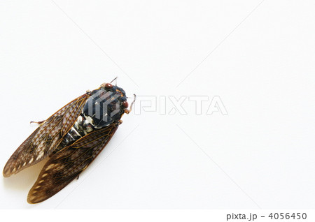 アブラゼミ 4056450