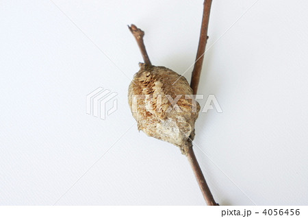 カマキリの卵 カマキリの卵 4056456