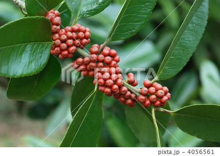 タラヨウ（果実） 4056561