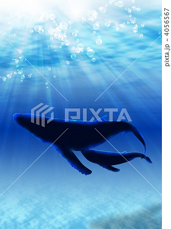 青い海のクジラ 4056567