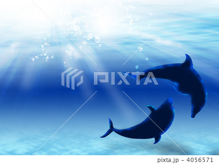 青い海のイルカ 4056571