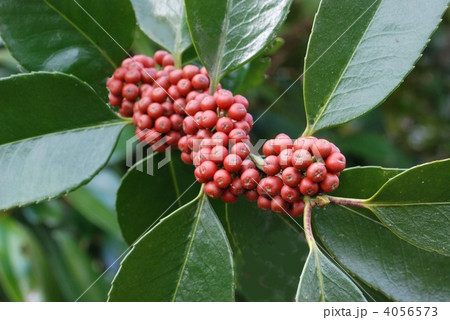 タラヨウ(果実) タラヨウ(果実) 4056573