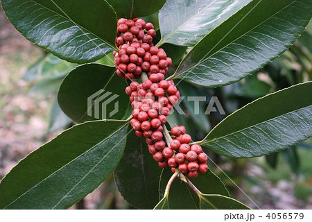 タラヨウ(果実) タラヨウ(果実) 4056579