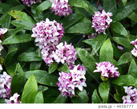 沈丁花 沈丁花 4056777