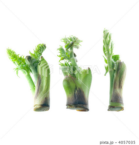 タラの芽 4057035