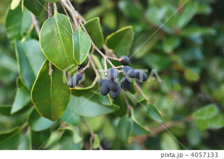 ネズミモチ果実 4057133