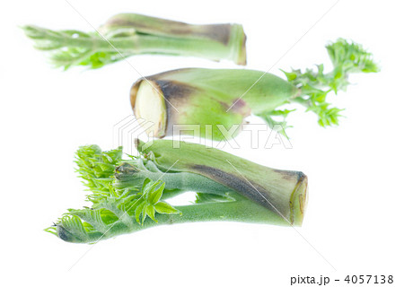 タラの芽 4057138