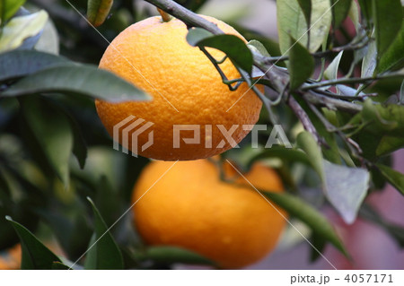 木になる夏みかん 4057171