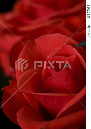 薔薇イメージ 4057563