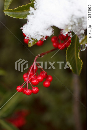 万両と雪 4057609