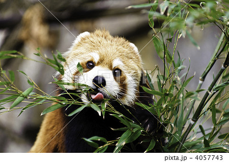 レッサーパンダ 4057743