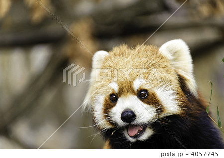 レッサーパンダ 4057745
