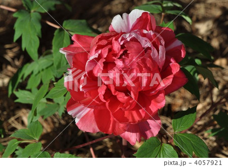 寒牡丹 4057921