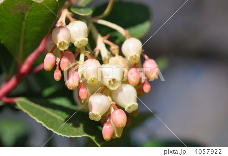 キイチゴの花 4057922