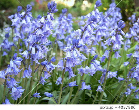 シラーカンパニュラータ（釣鐘水仙） 4057986