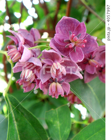 ゴヨウアケビ ゴヨウアケビ 4057997